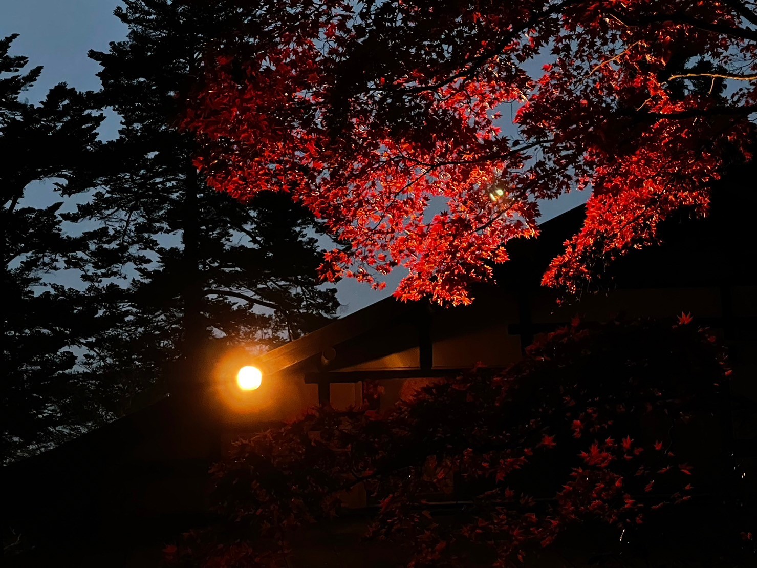 11月のBest Post①広島でのおすすめスポット・食べ物「秋の宮島」