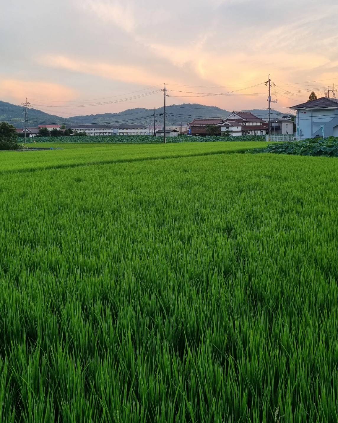 ８月のBest Post②普段の暮らし「自然・西条の魅力」