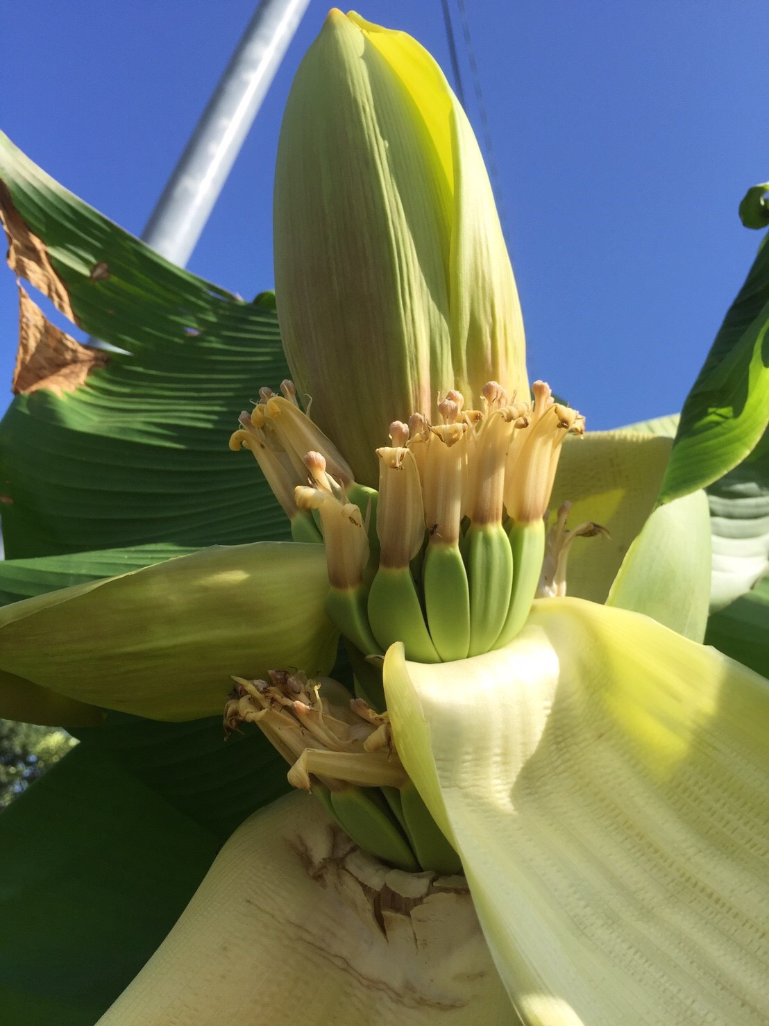 通常は亜熱帯地方でしか育たないバナナですが、愛知県で成長し、実を付けました。