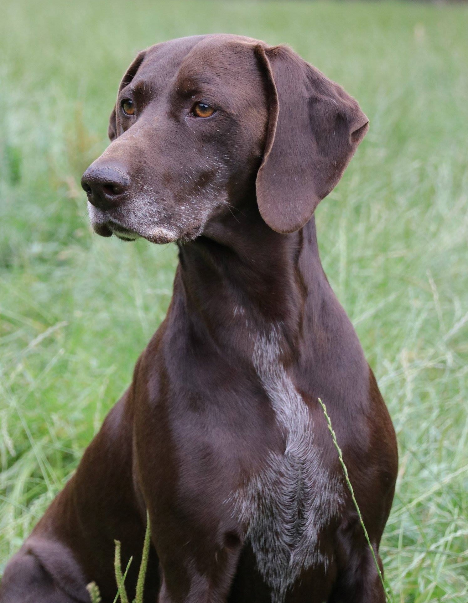 Wir leben den Deutsch Kurzhaar! - Deutsch Kurzhaar Züchter Welpen vom