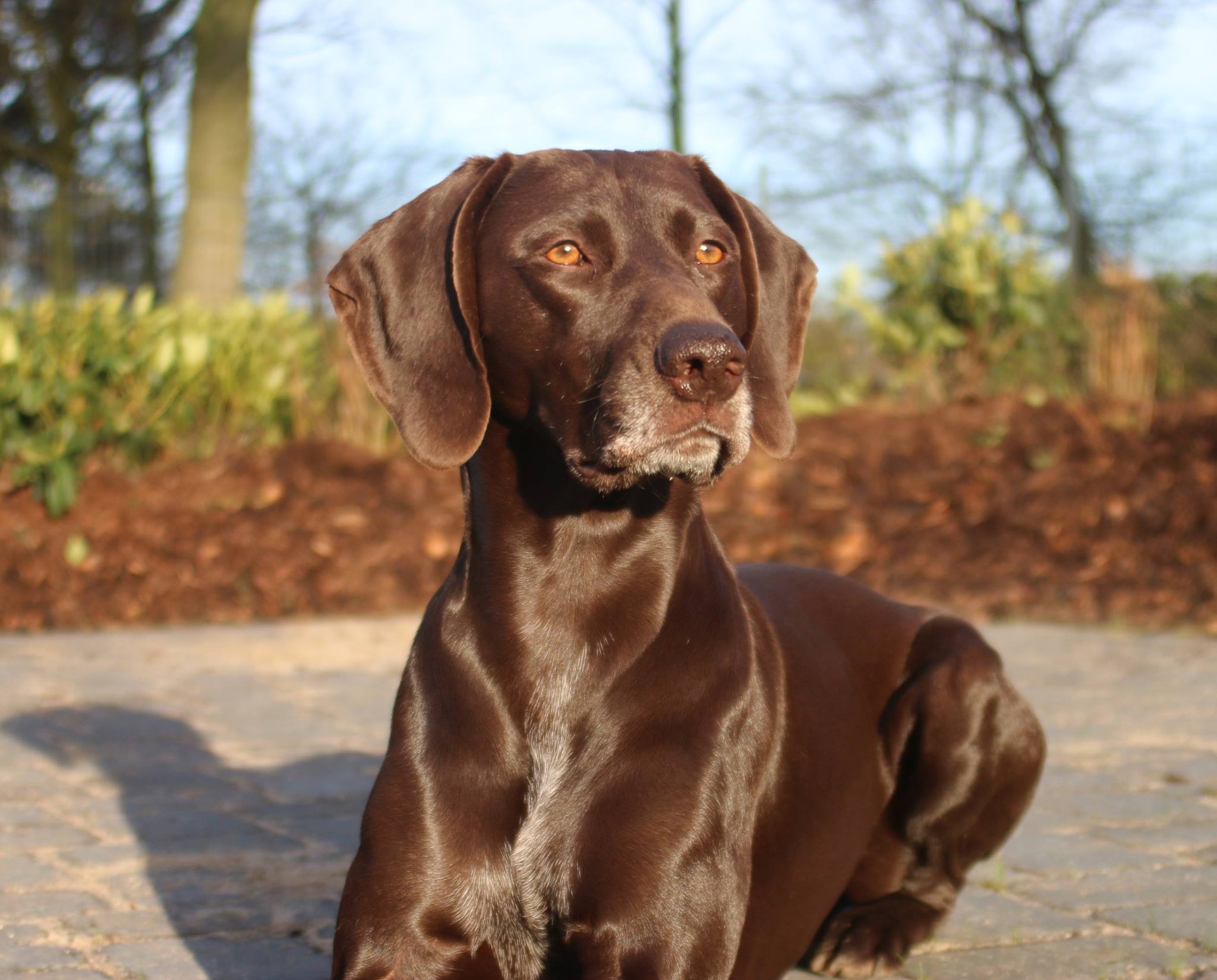 15+ Deutsch Kurzhaar Fashion Terpopuler