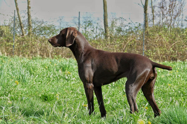 Wir erwarten Anfang September unseren I-Wurf