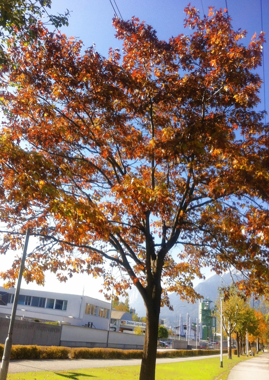 Herbst - entlang der Innpromenade in Innsbruck - Ende Okt. 2015