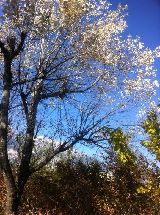 Herbst - entlang der Innpromenade in Innsbruck - Ende Okt. 2015