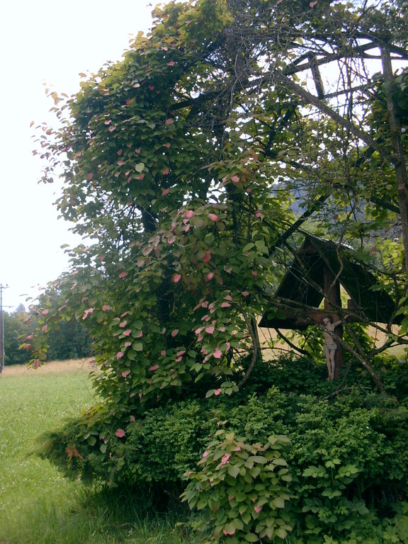 Schneeglöckchenbaum