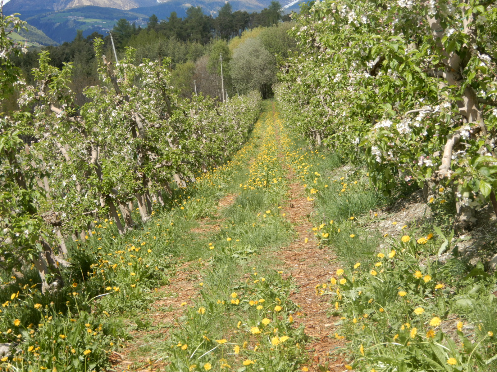 Apfelblüte in Raas