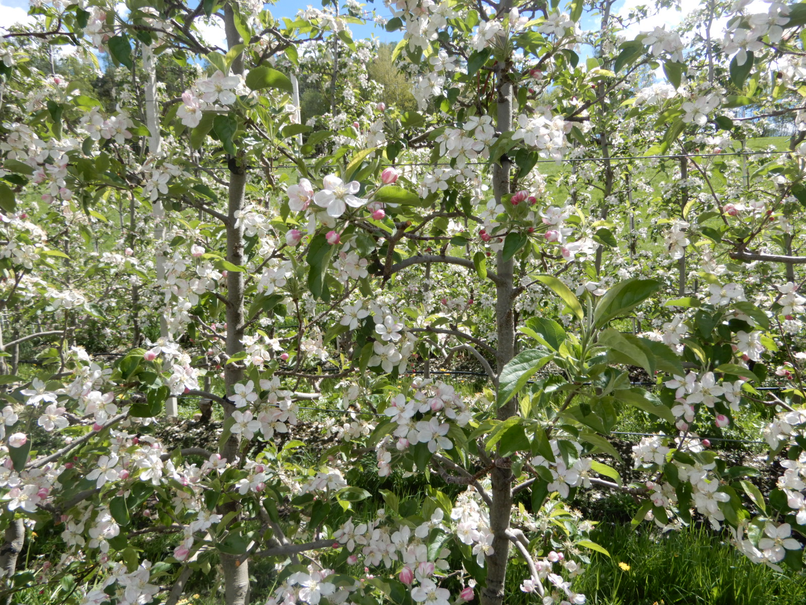 Apfelblüte in Raas