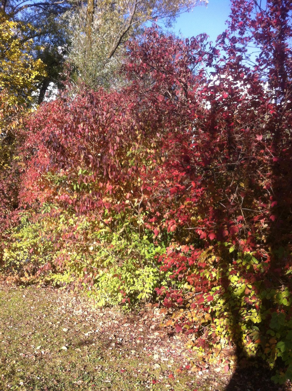 Herbst - entlang der Innpromenade in Innsbruck - Ende Okt. 2015