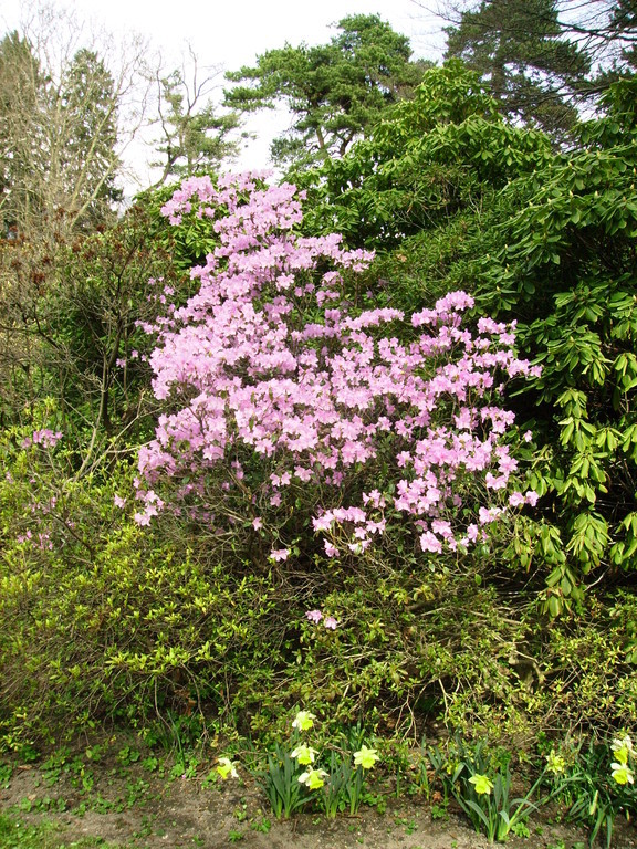 Frühling im Hofgarten