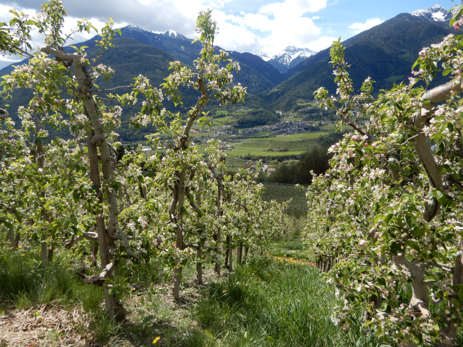 Apfelblüte in Raas