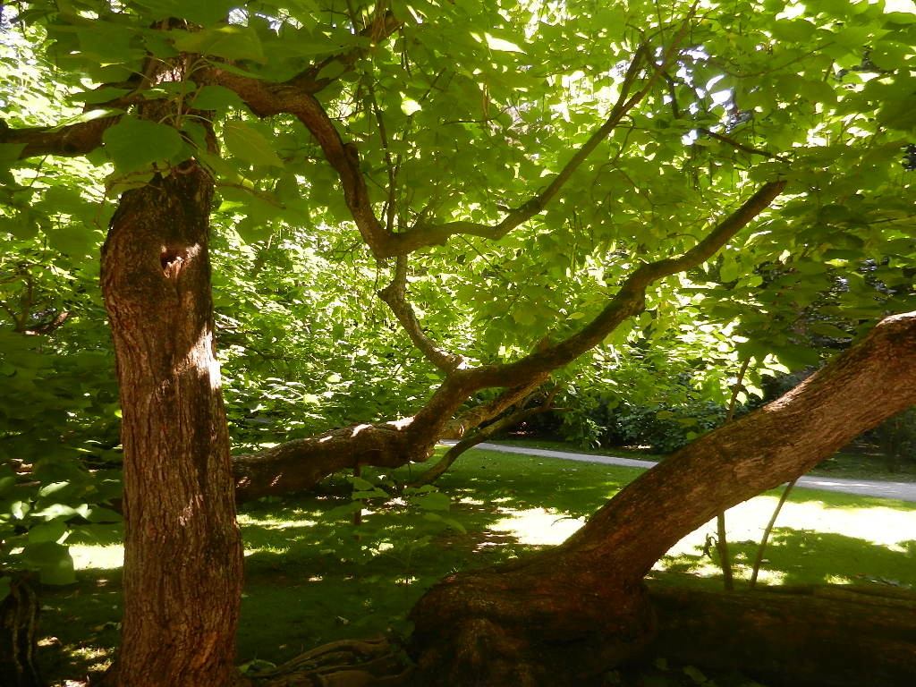 Sommer im Hofgarten