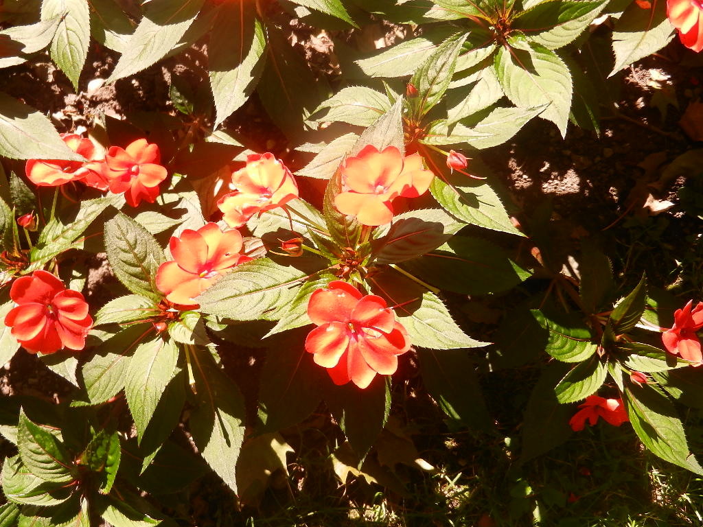 Sommer im Hofgarten