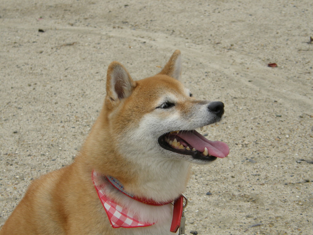 京都の柴犬、シュリ