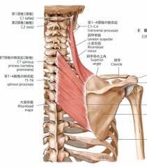 5月日 日 Niigata Basic 肩甲帯 胸郭の治療法 しん接骨院 新潟市中央区 北越高校前