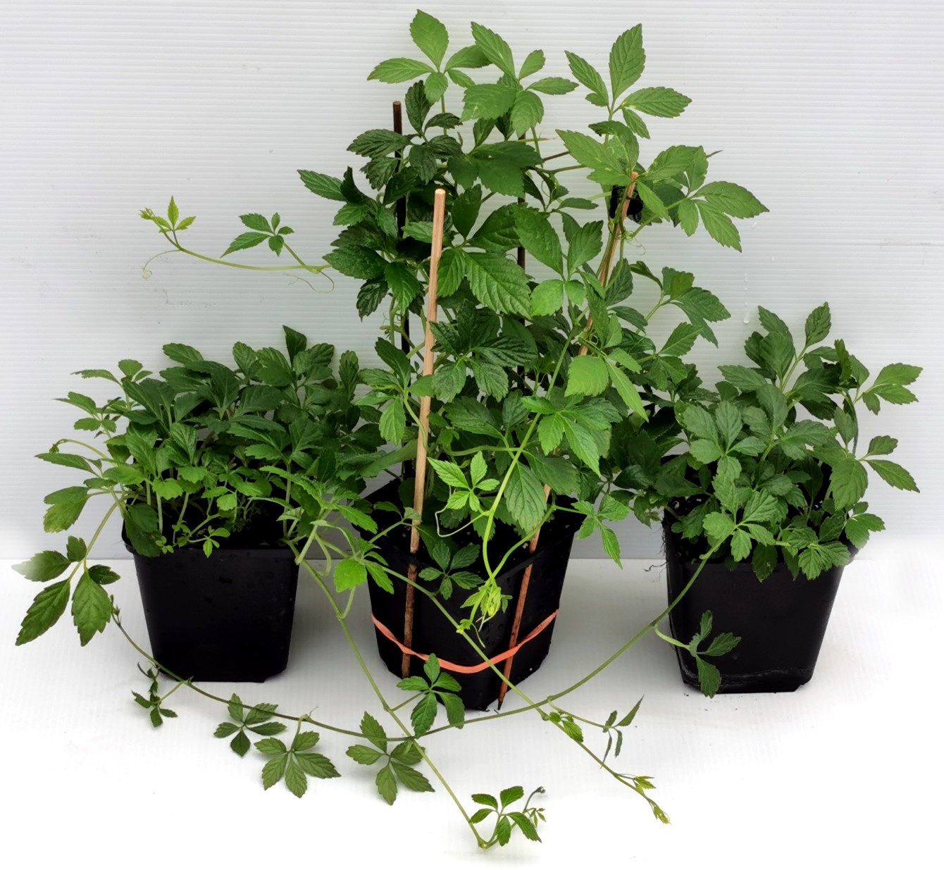 flora dnger Hydrokultur Dnger von Flora Boost fr optimales Pflanzenwachstum