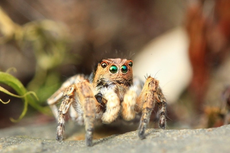 © Jonas Merkelbach   (Eine ca. 4 mm große Springspinne, aufgenommen mit Umkehrring)