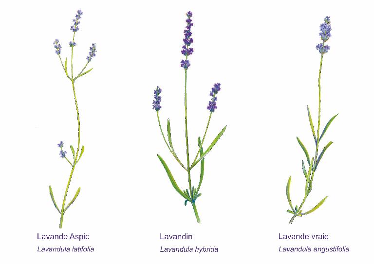 Difference Entre Lavande Et Lavandin Photo Quelle est la différence entre lavande et lavandin? - La Provence en