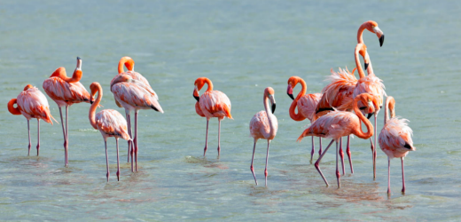 Flamingos an den Salzseen von Jan Kok, Curaçao.