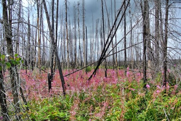  «Verbrannte Wälder sind ein häufiges Bild in Alaska und Nordkanada. Das opulente Fireweed verrät, dass der Brand weniger als fünf Jahre her ist.» 