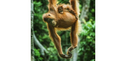 Ein Orang Utan mit Nachwuchs im Regenwald Sumatras.