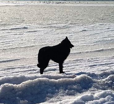 Brisco von dem Schatten hinter mir