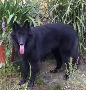 Buddy von dem Schatten hinter mir 2018