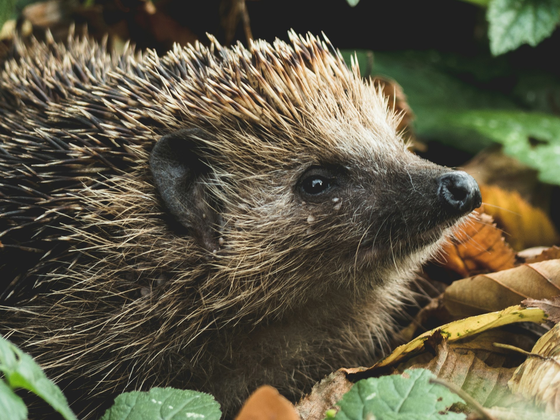 Dem Igel ein Zuhause geben – So wird dein Garten zur sicheren Zuflucht