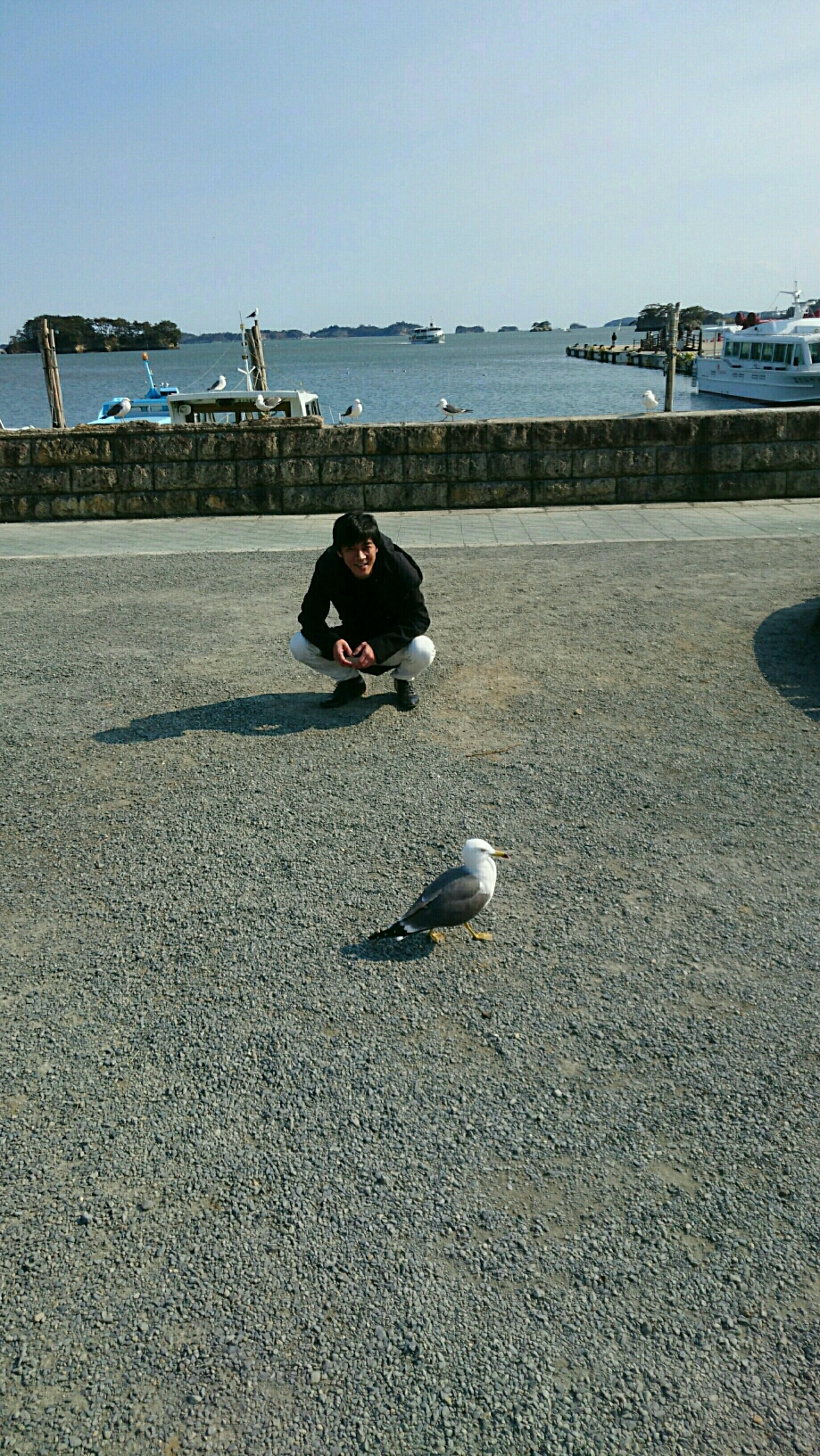 松島のカモメさん