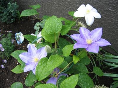 初夏のお花