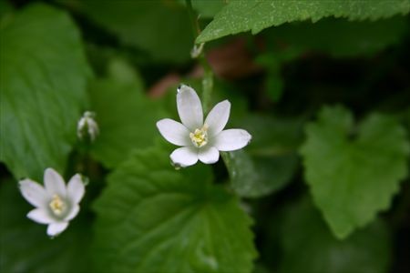 野の花