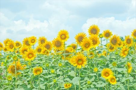 笑いと副交感神経