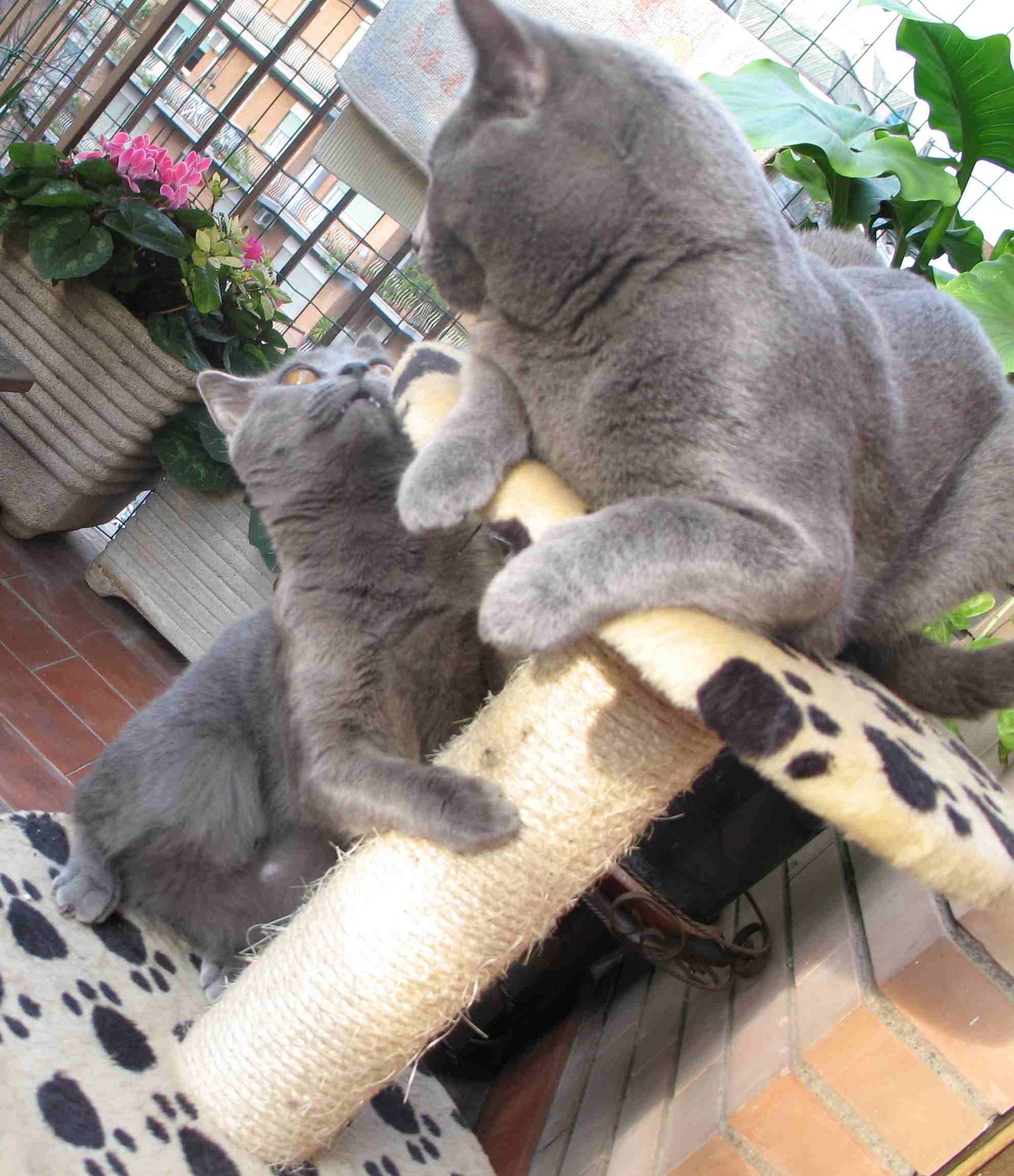 Il Gatto Certosino Allevamento Amatoriale Del Gatto Certosino