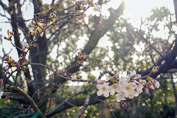 127.　花,春,ピンク,桜,