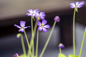 268.　花,紫,