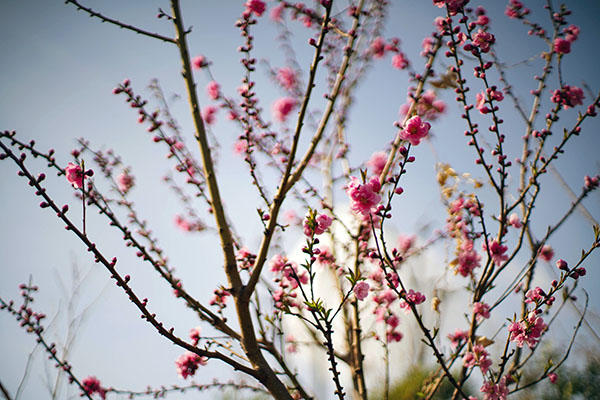 150.　花,春,桜,ピンク,
