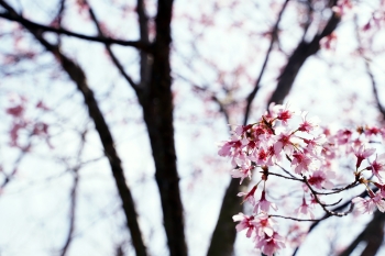 1.　オカメ桜,ピンク,花,