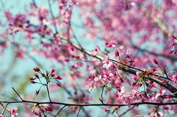 111.　花,春,ピンク,桜,
