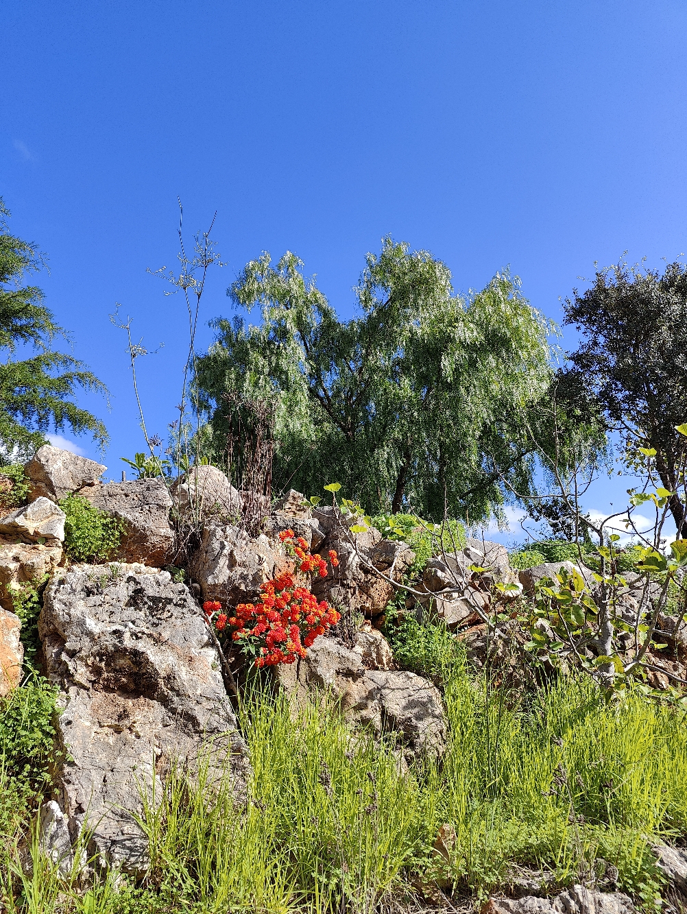  Pfefferbaum im Hintergrund