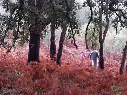 faszinierender Zauberwald ... Korkeichen und roter Farn, dazwischen leckere Pilze