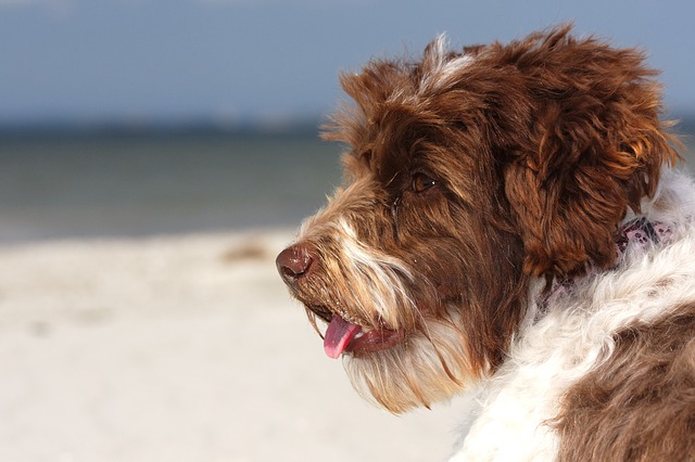Urlaub mit Hund Urlaub im Ferienhaus Wattlöper auf der Insel Föhr an