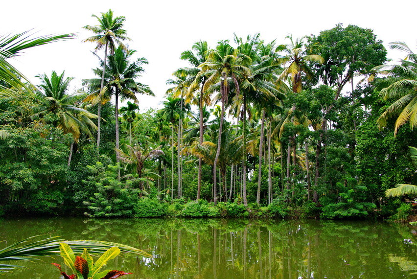 Emerald Isle_Palmen-Garten und See