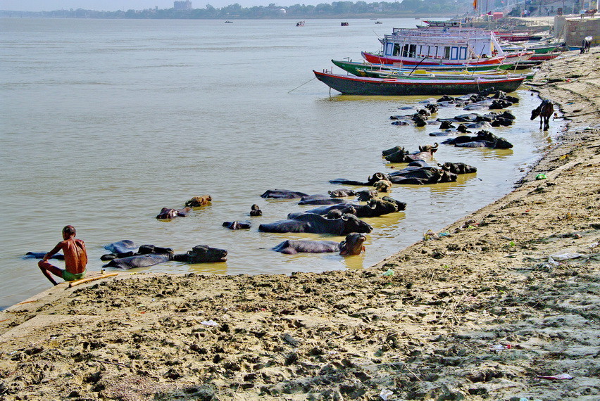 Wasserbüffel-Herde im Ganges