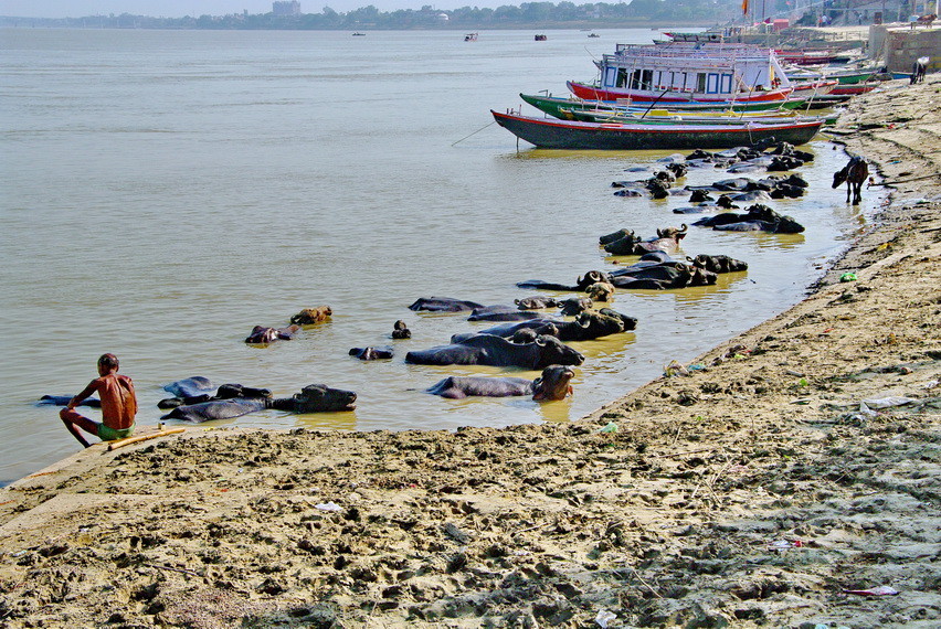 Wasserbüffel-Herde im Ganges