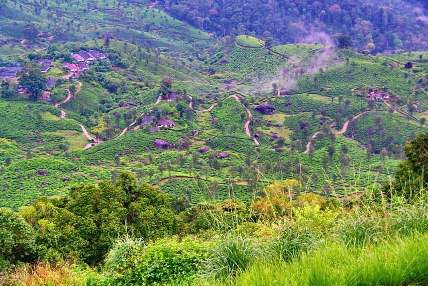 Munnar_Tee-Plantagen in den Kardamombergen