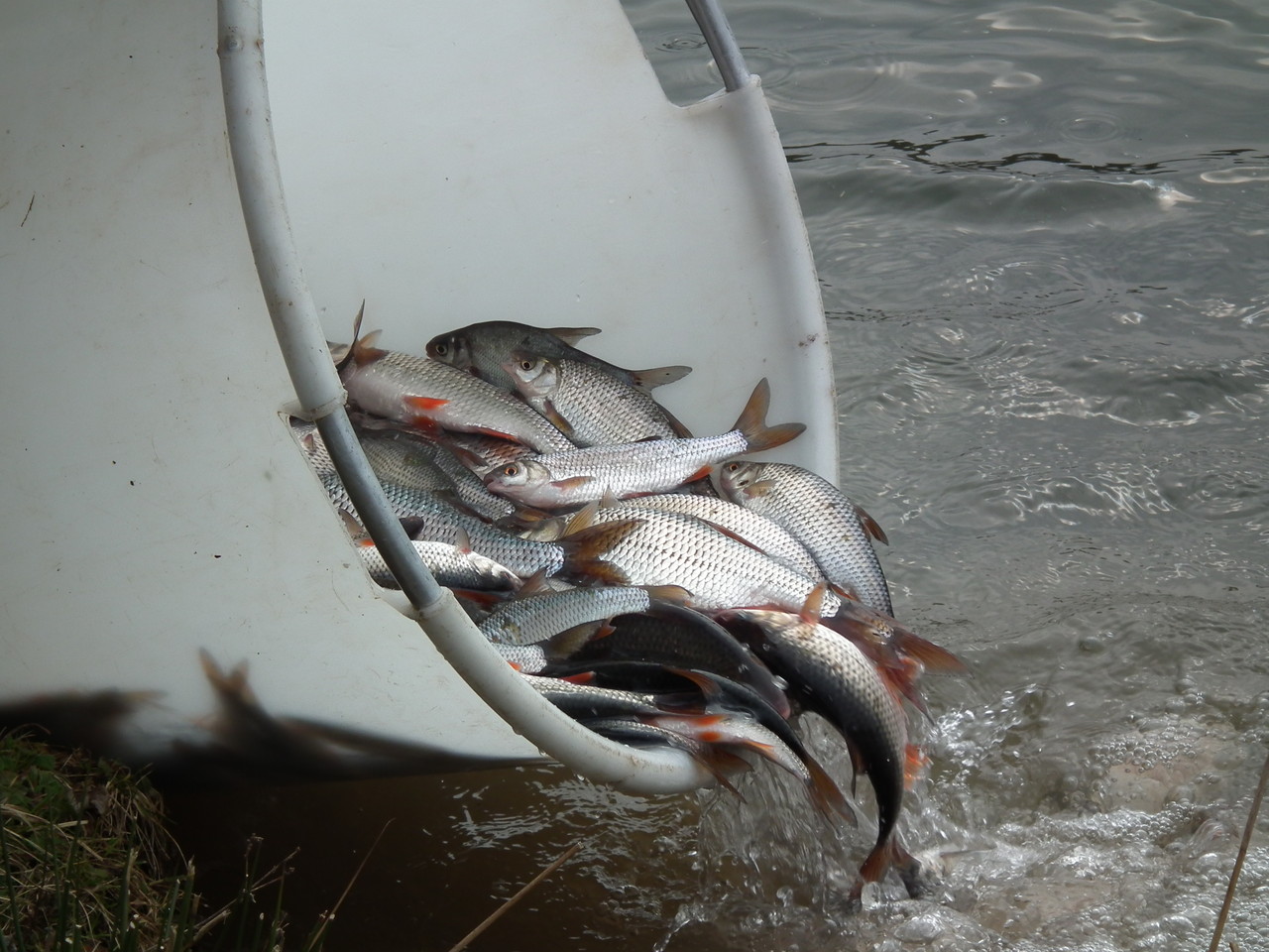 Fischbesatz 2013