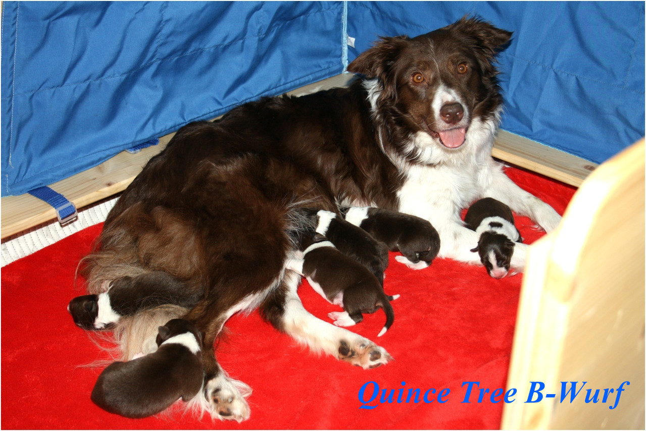Quince tree border collies hotsell