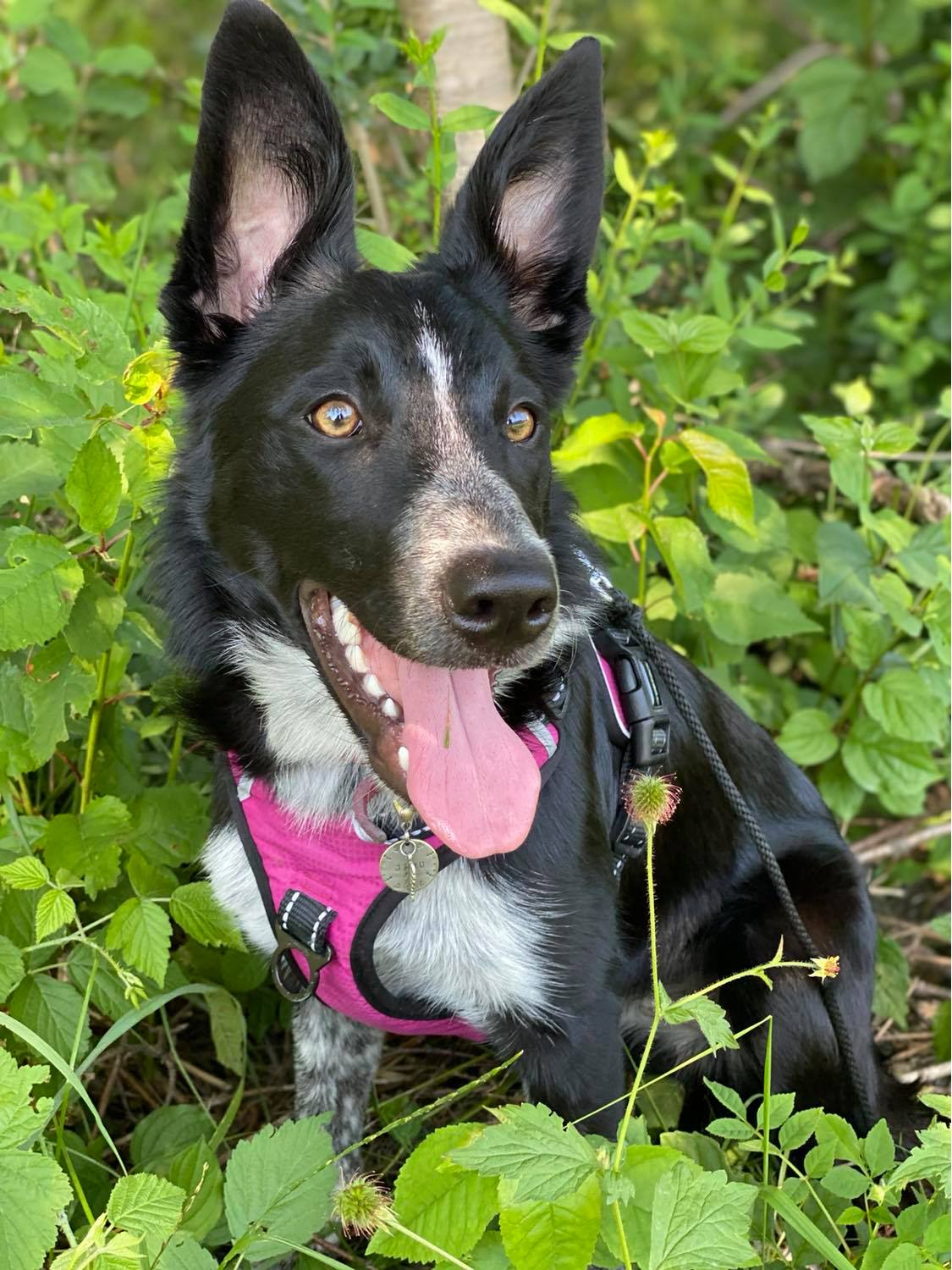 Border Collie “Amos” Wins 2020 AKC Trick Dog Competition as Hairy Pawter