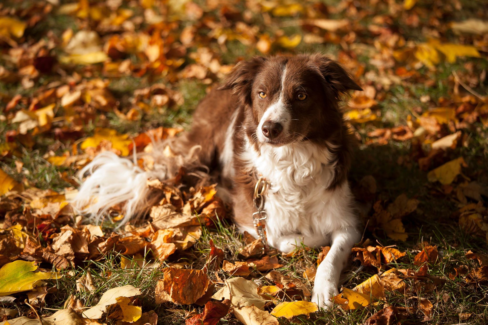 Quince tree border collies clearance