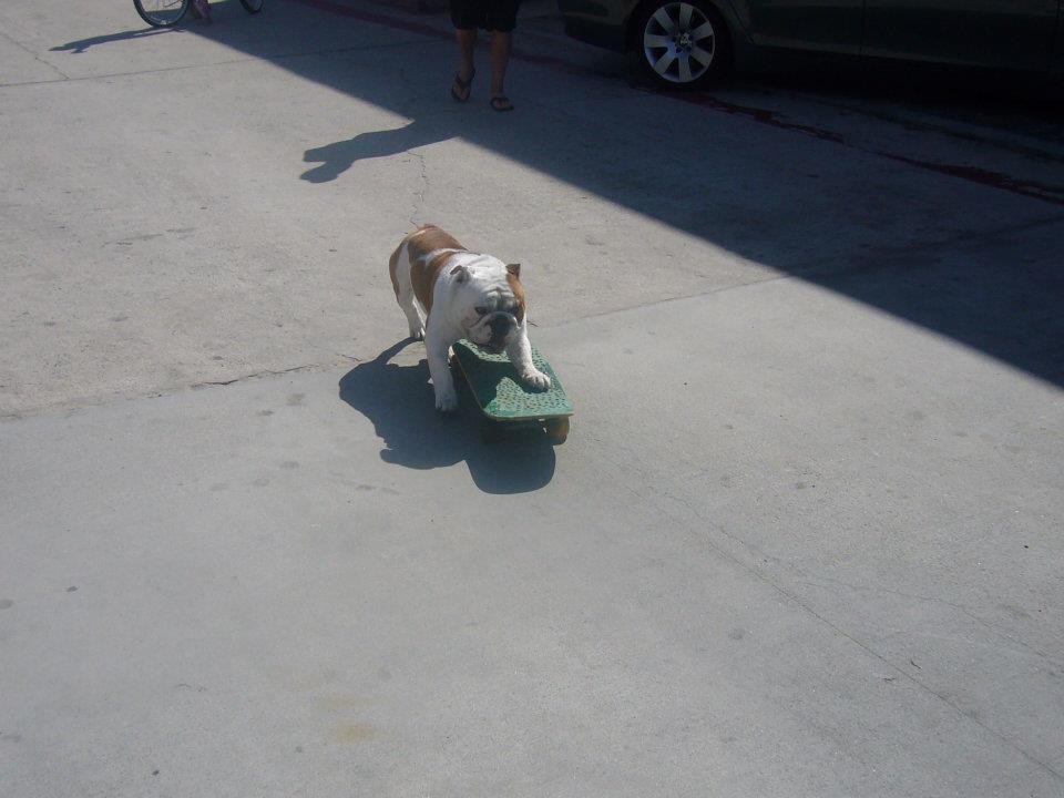 Skating Dog