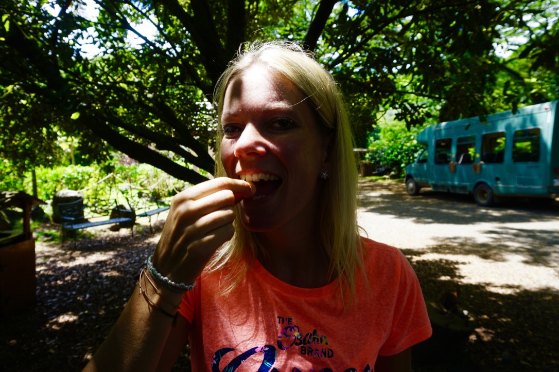 Macadamia Nut
